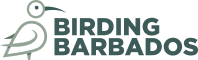 Birding Barbados